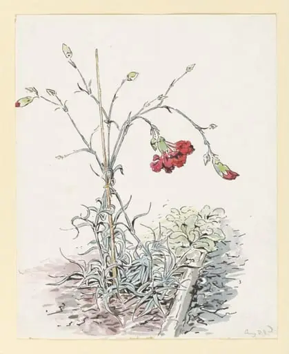Carnations