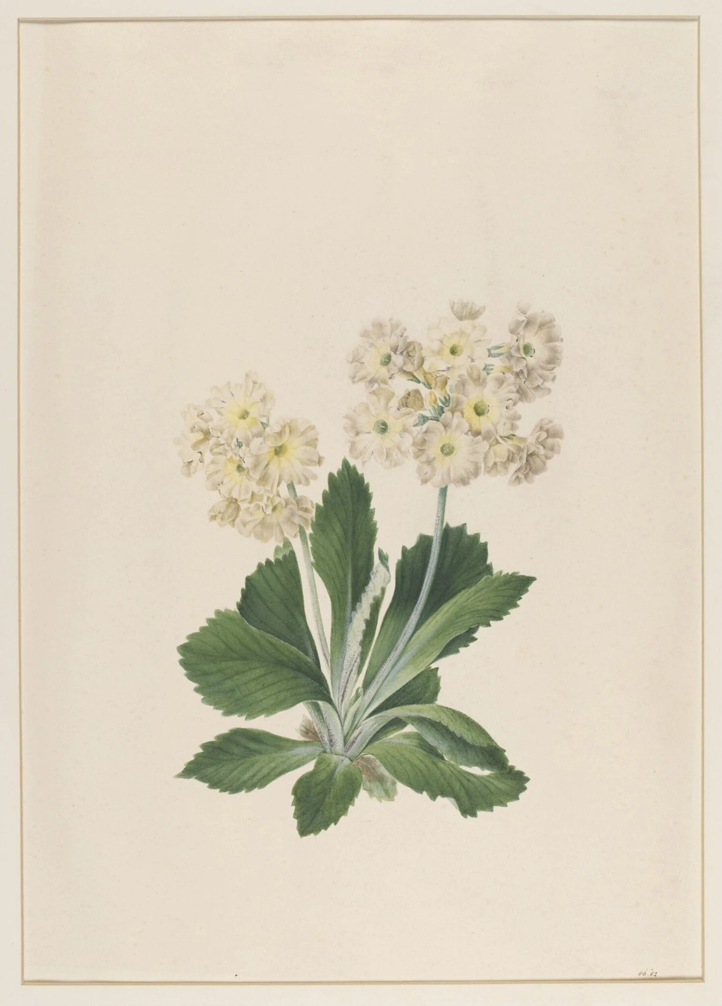 Primula Auricula