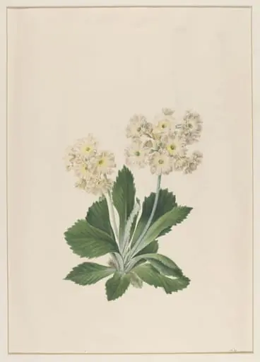 Primula Auricula