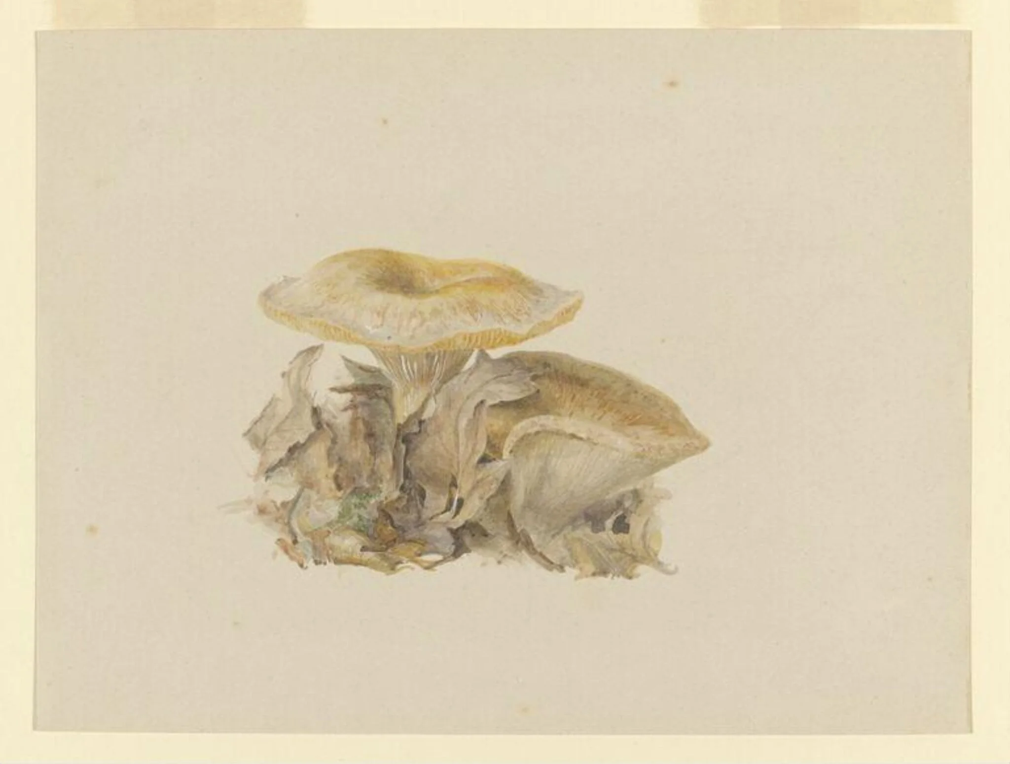 Untitled, by Beatrix Potter, watercolor, 1890
