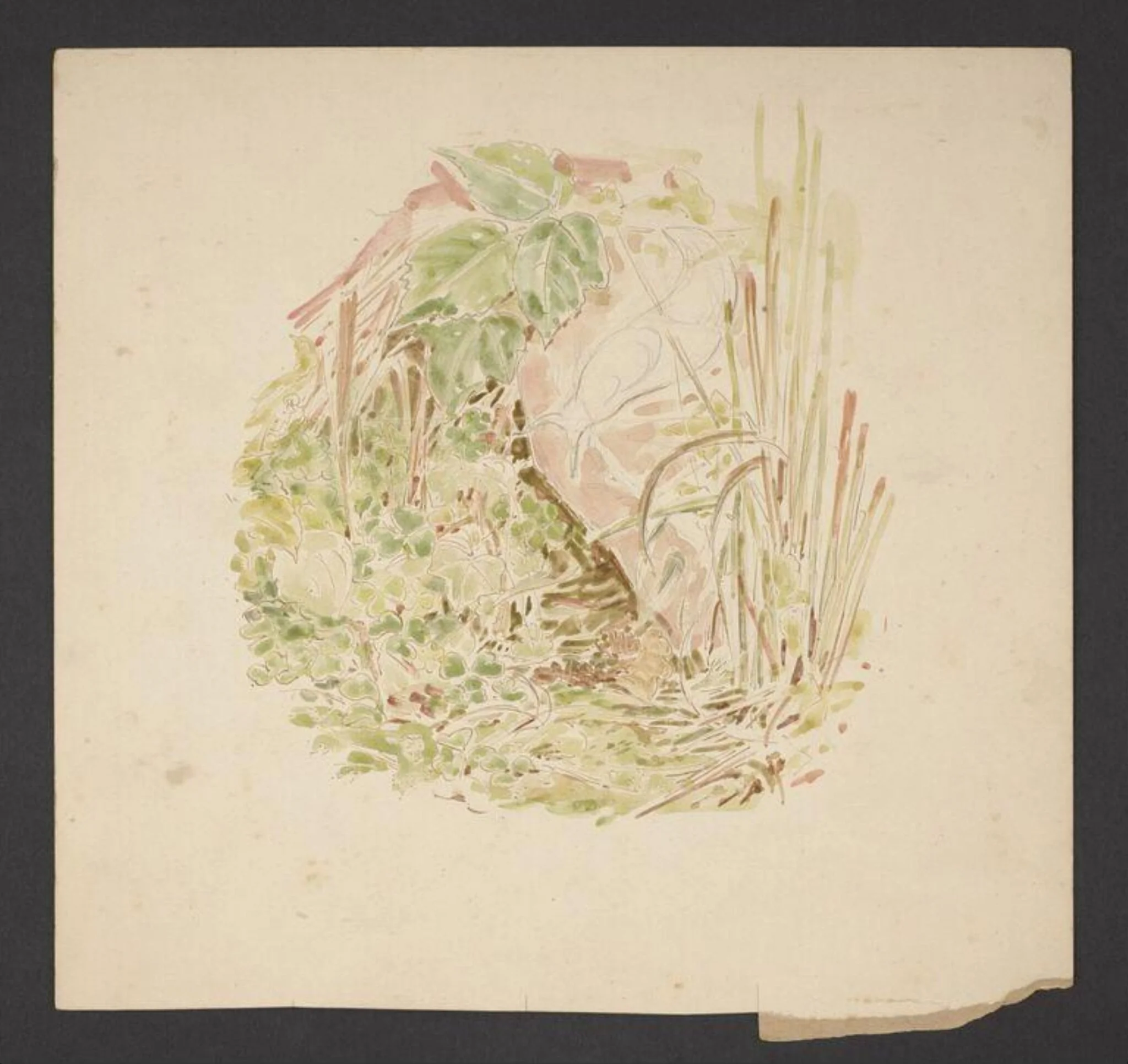 Study of undergrowth with grasses, clover and a snail, by Beatrix Potter, watercolor, 1902