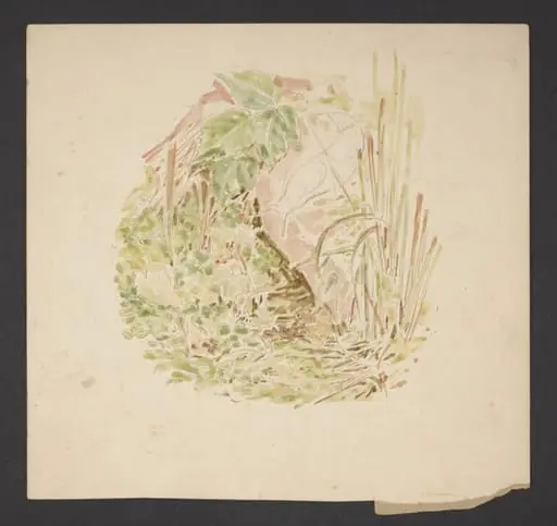 Study of undergrowth with grasses, clover and a snail