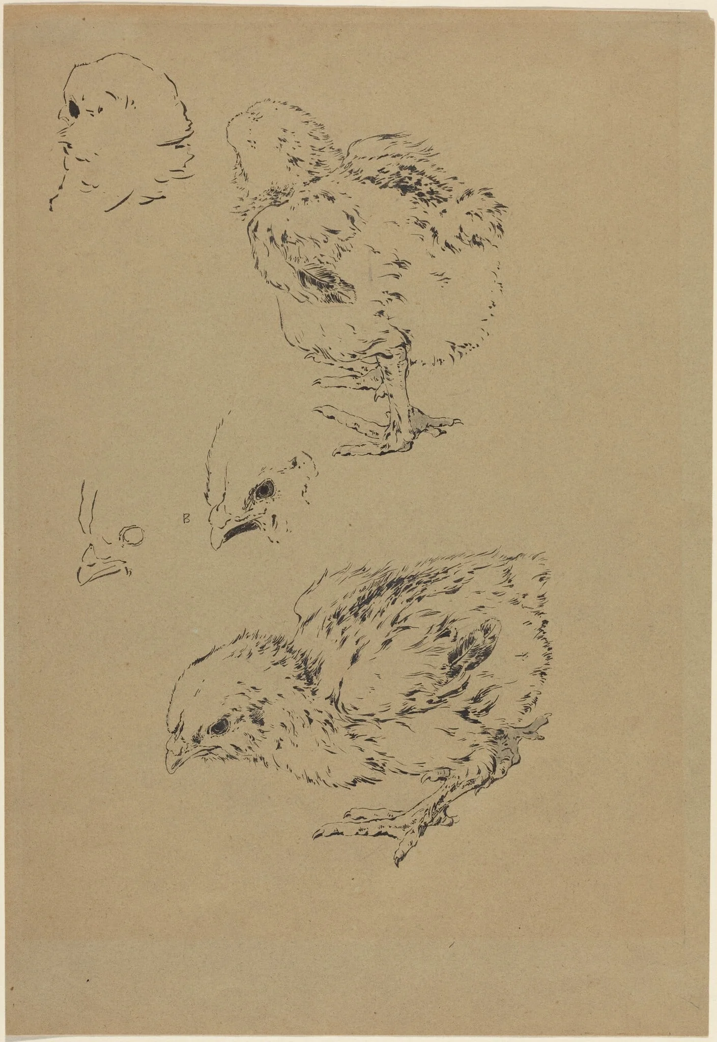 Chicks