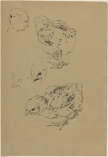 Chicks