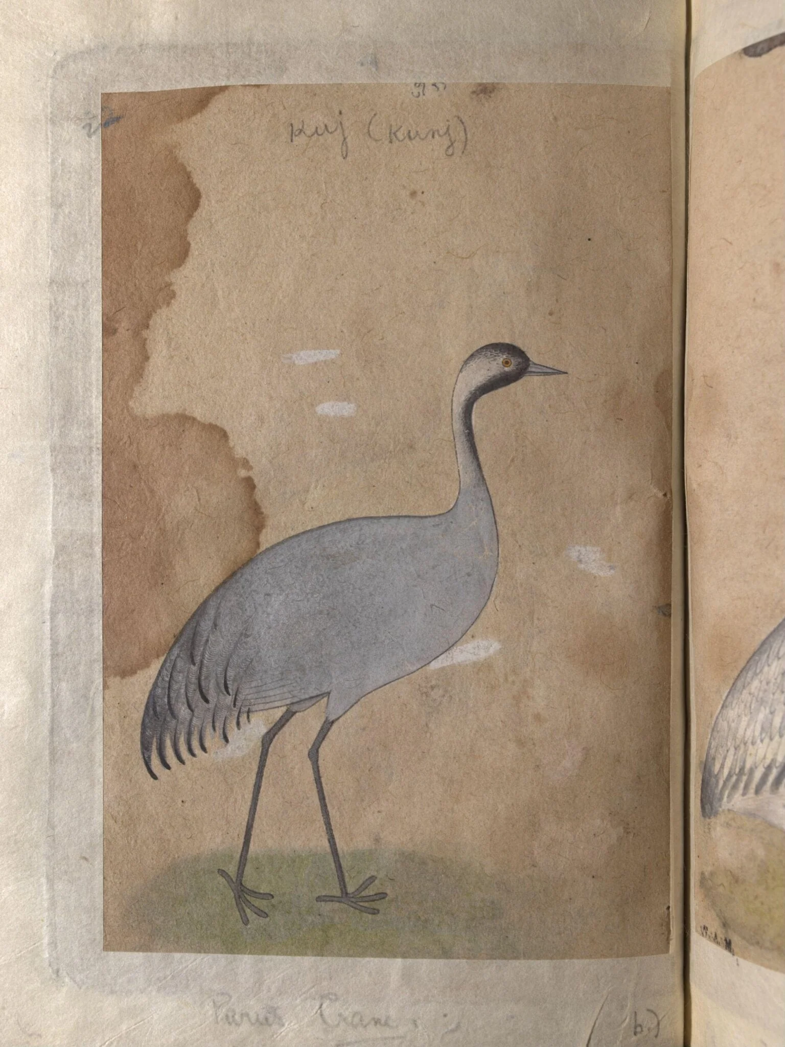 Depictions of a Sarus crane and Parus crane, by Unknown, paint, 1820