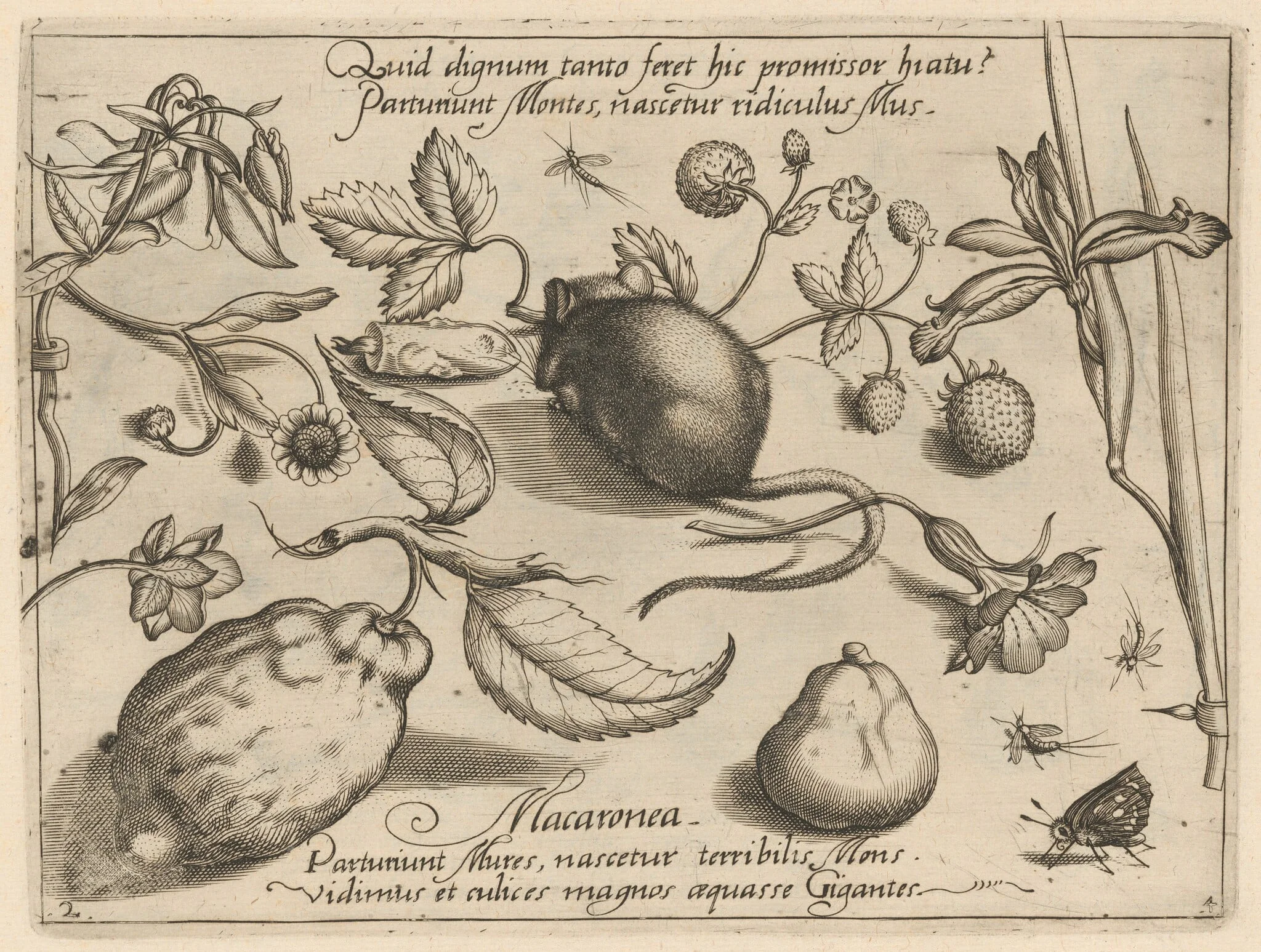Archetypa studiaque patris Georgii Hoefnagelii [Part 4, Plate 2], by Jacob Hoefnagel, ink, 1592