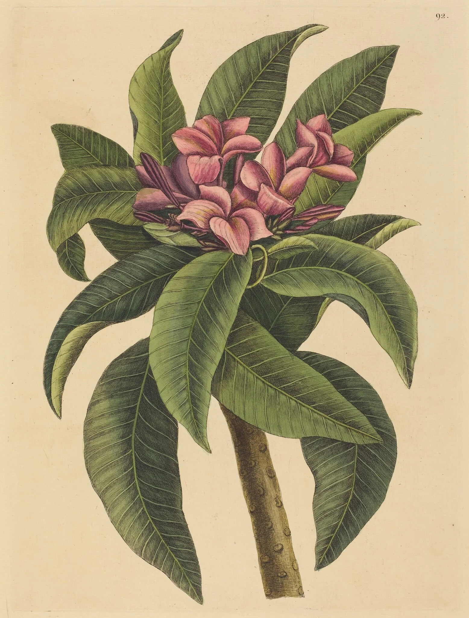 Red Frangipanni (Plumeria rubra), by Mark Catesby, ink, 1737