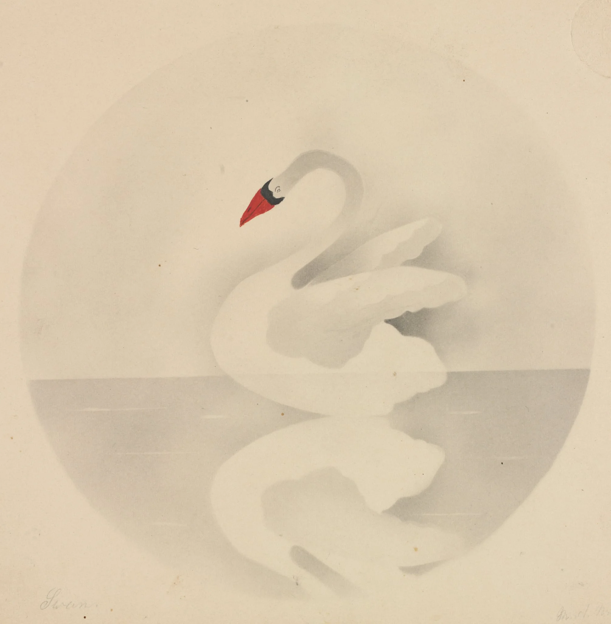 Swan, by Mary Altha Nims, 1804