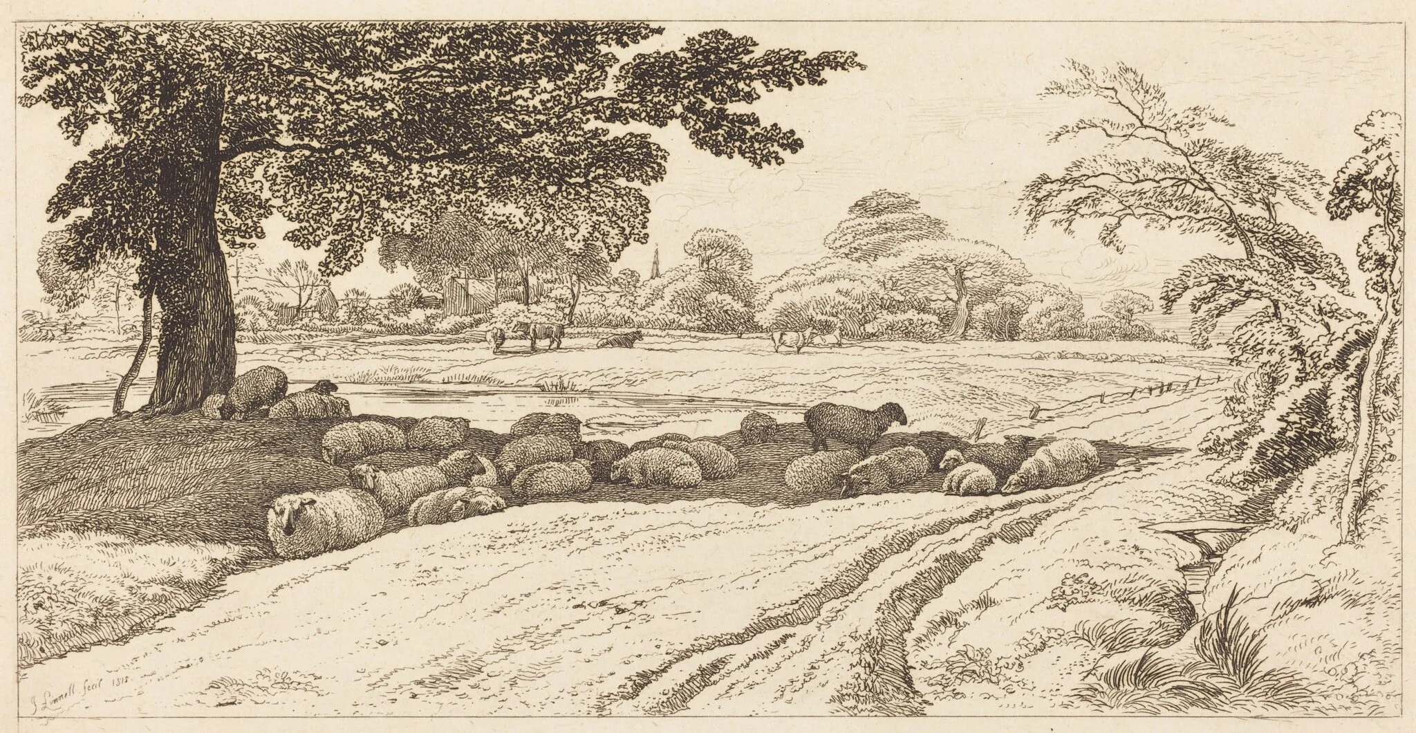 Sheep at Noon
