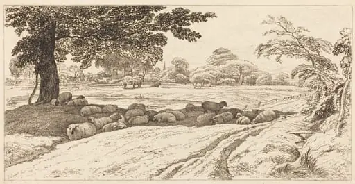 Sheep at Noon