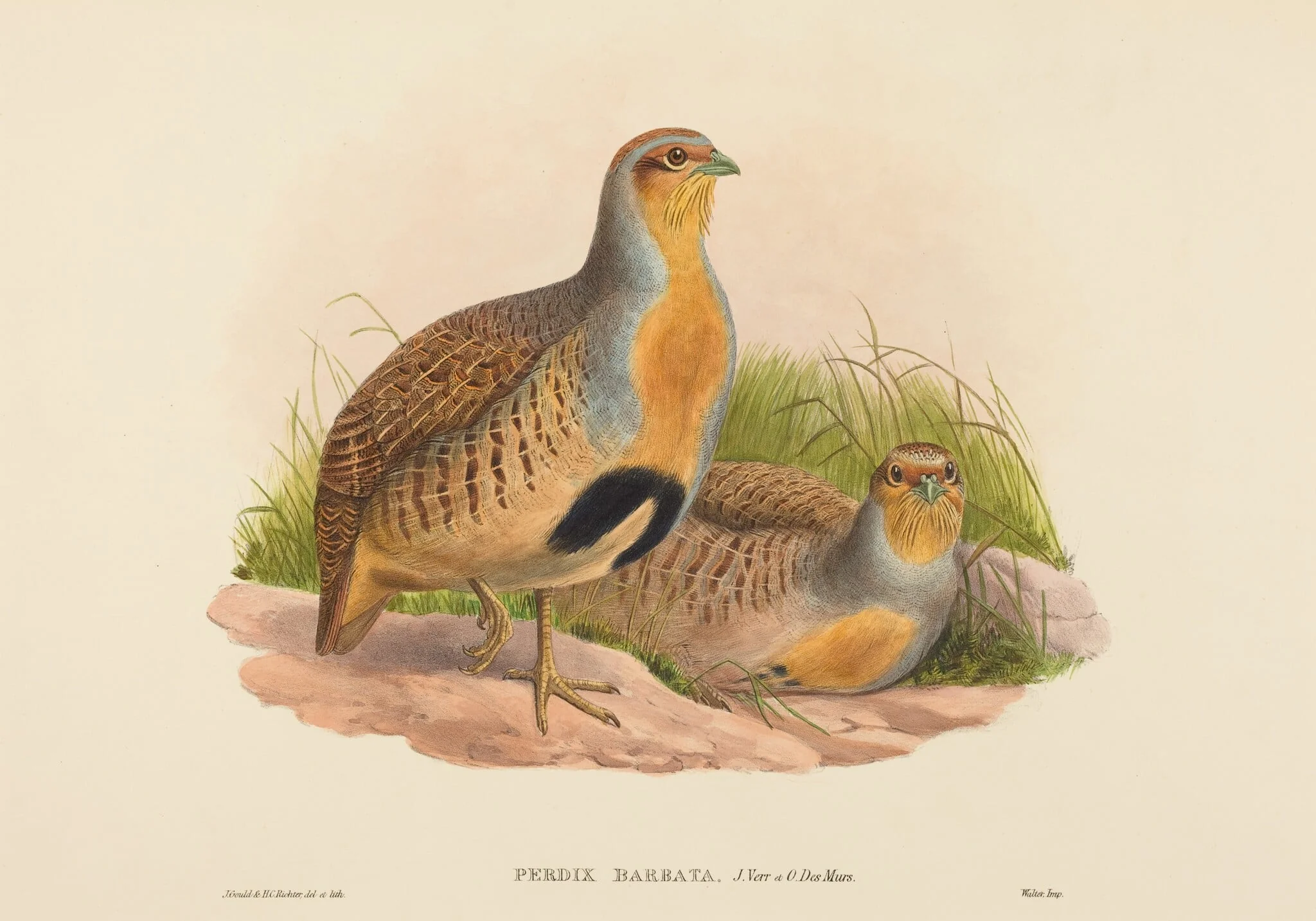 Perdix barbata (Daurian Partridge), by John Gould, ink, 1842