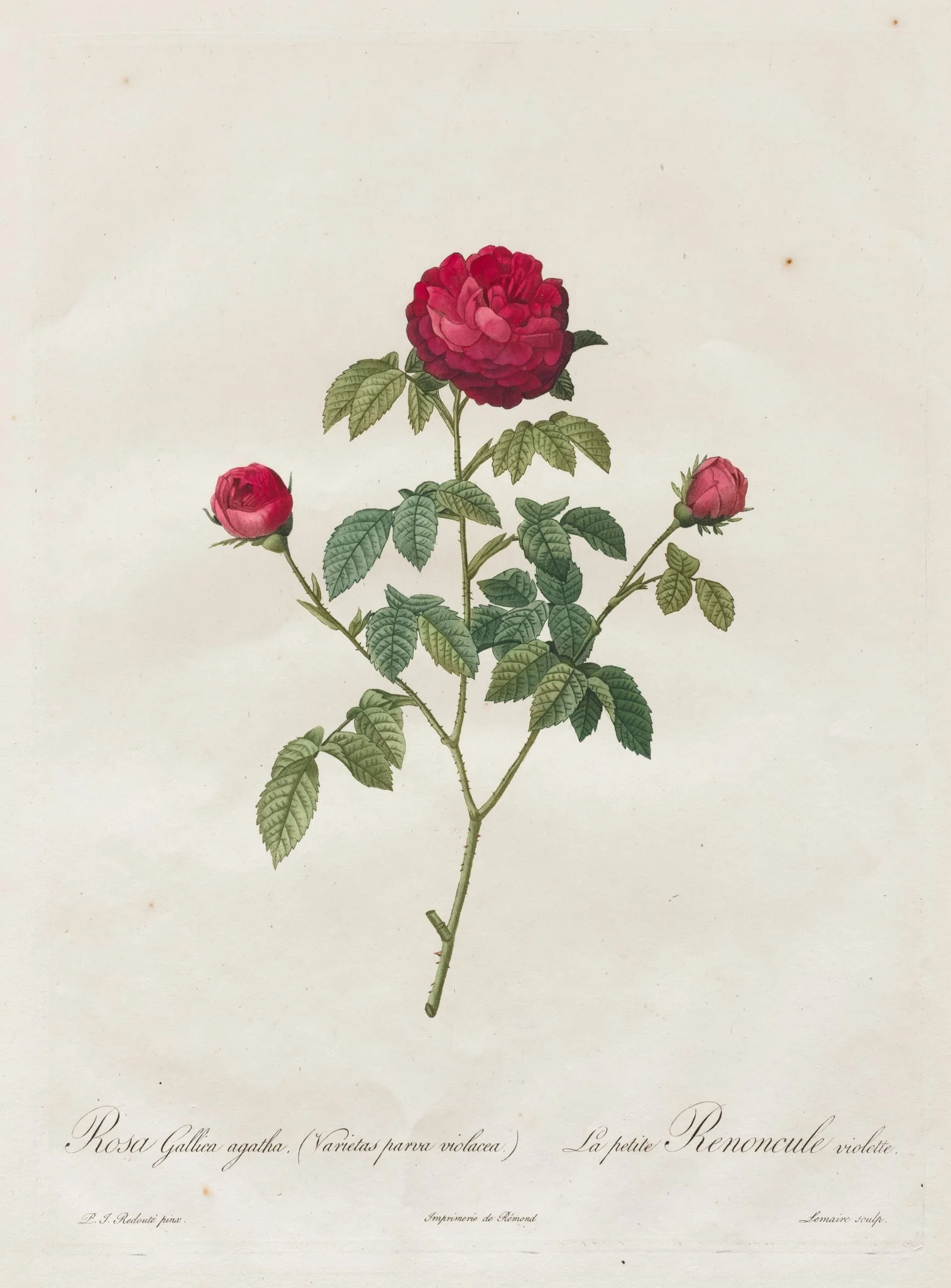 Provence or French Rose