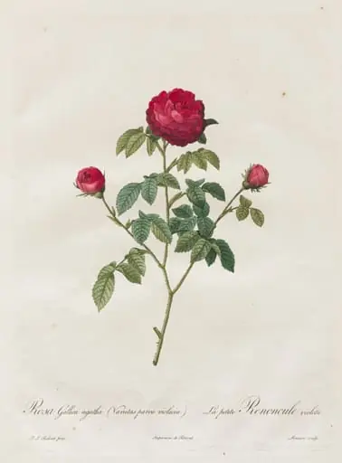 Provence or French Rose