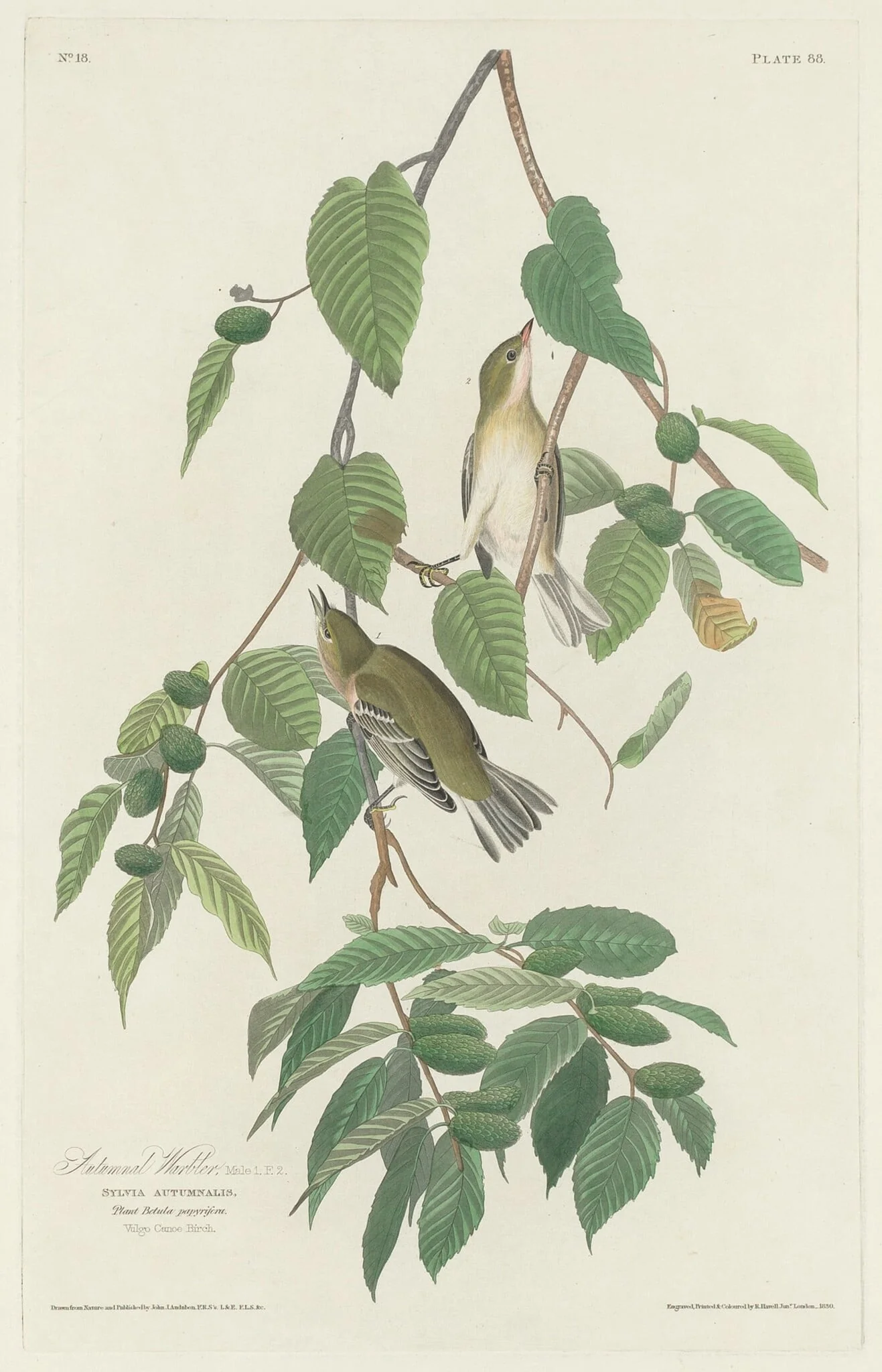 Autumnal Warbler