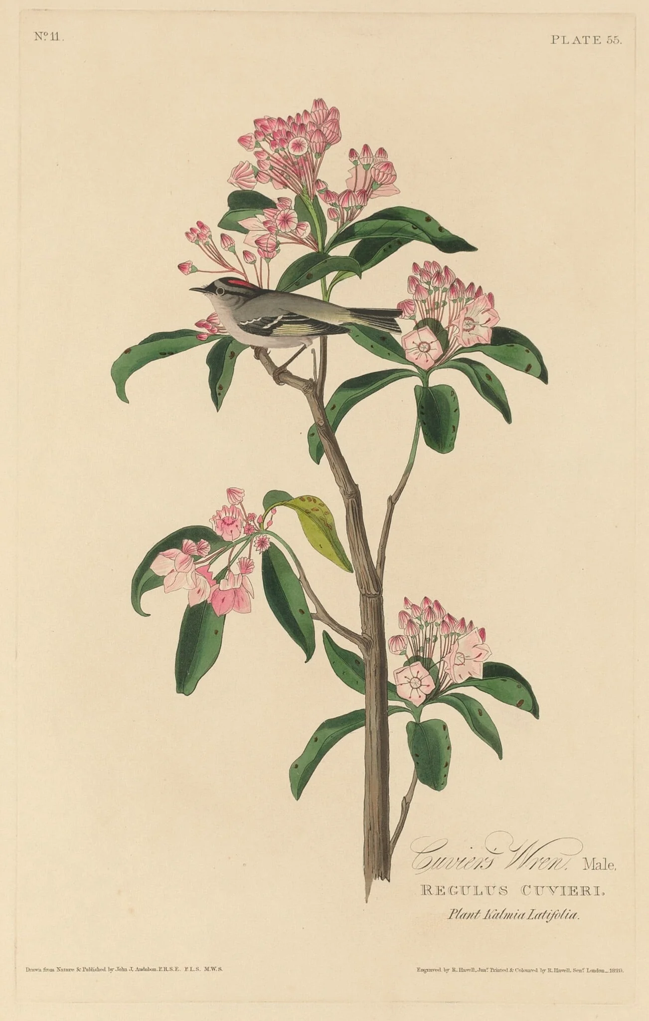 Cuvier's Wren, by Robert Havell Jr., ink, 1829
