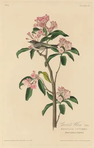 Cuvier's Wren