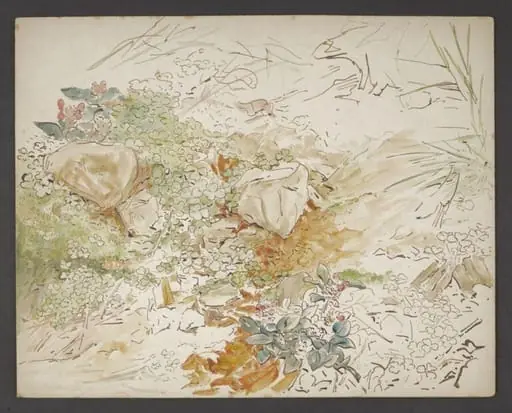 Study of a patch of ground with plants and rocks