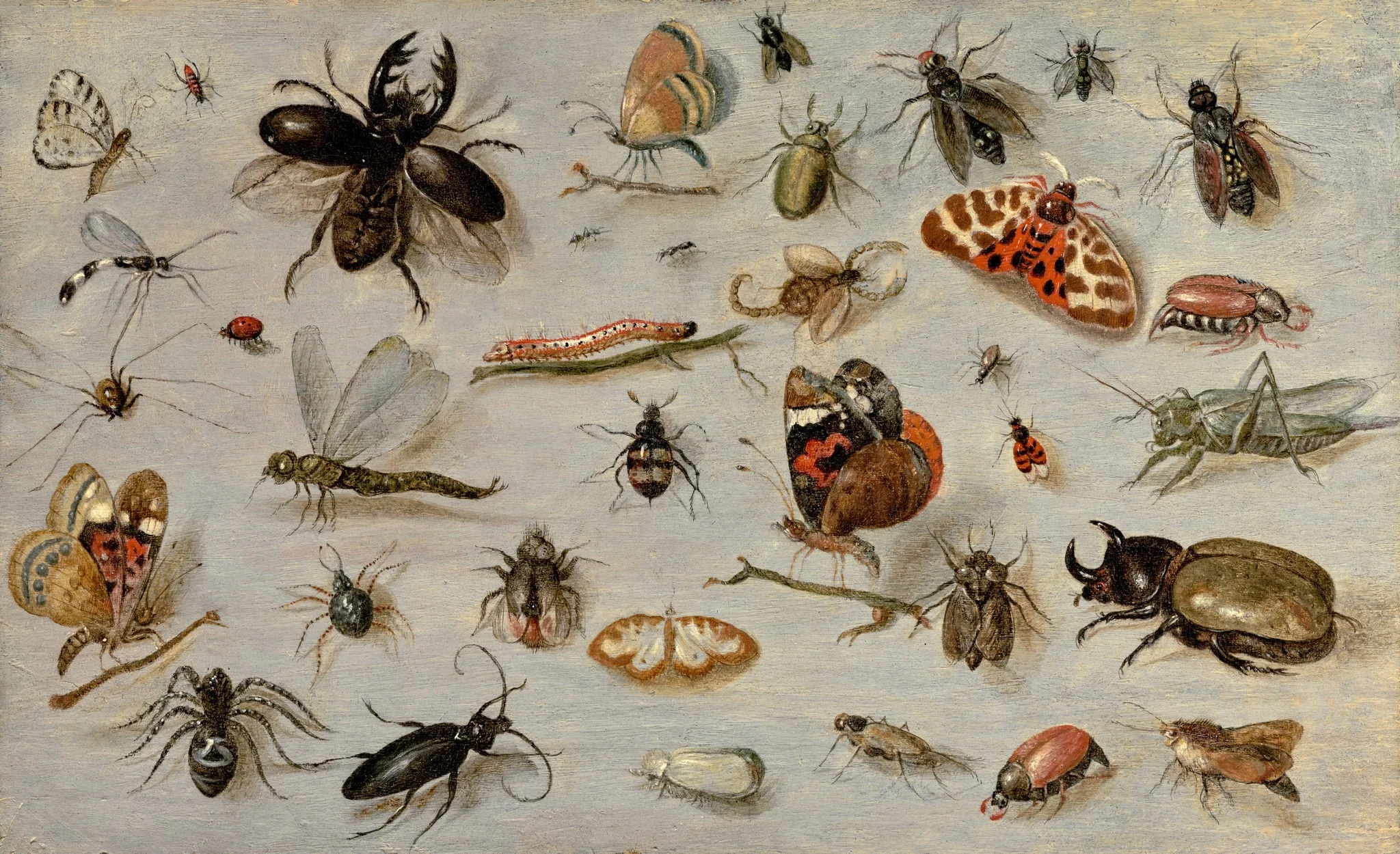 A Study of Butterflies, Moths, Spiders, and Insects, by Jan van Kessel the Elder, unspecified, 1662