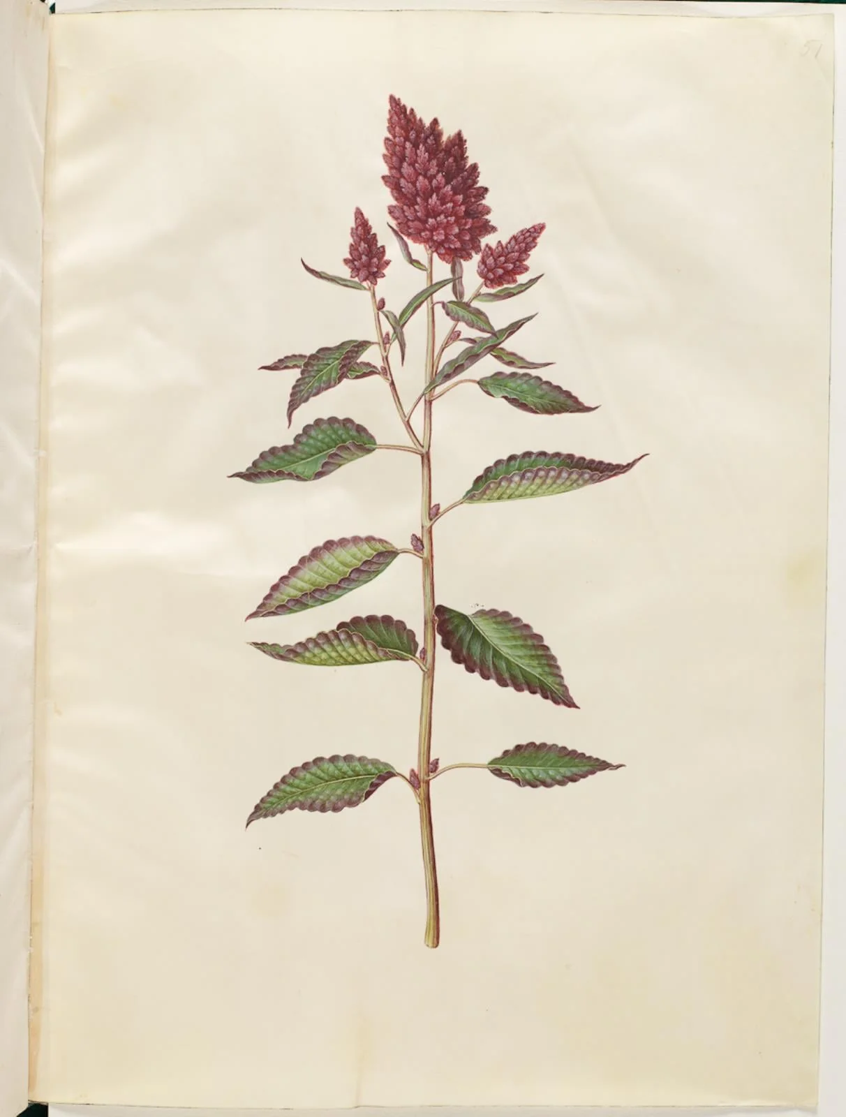 Amaranthus cruentus (rød amarant), by Unknown, unspecified, 1654