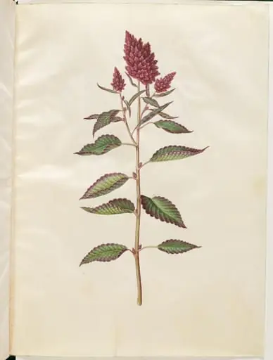 Amaranthus cruentus (rød amarant)