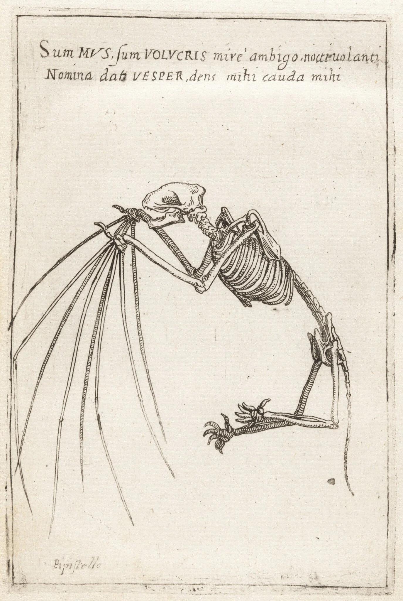 Skeleton of a Bat, by Teodoro Filippo di Liagno, ink, 1620