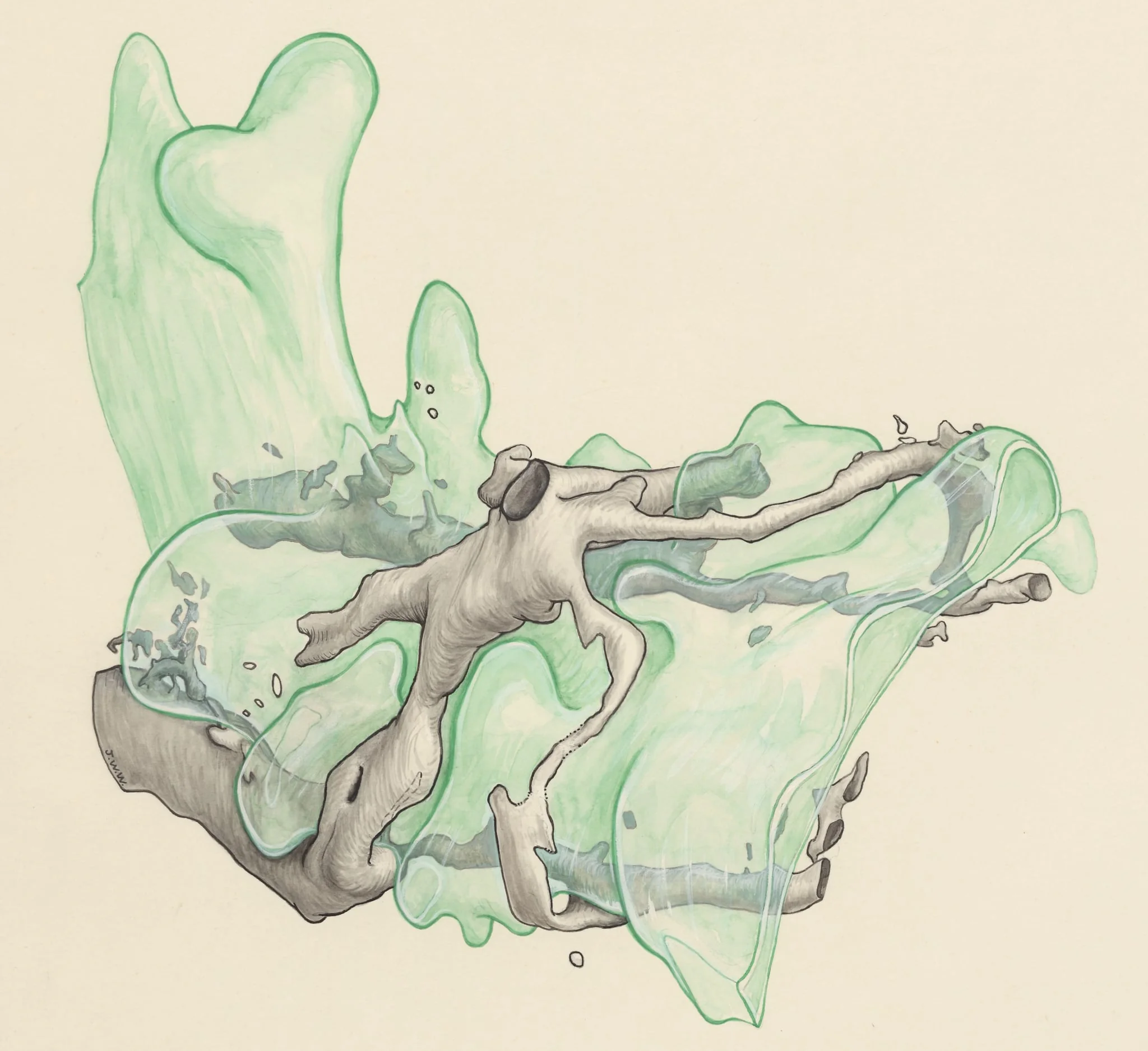 Tissue of a human embryo, by J Wetselaar-Whittaker, 1970