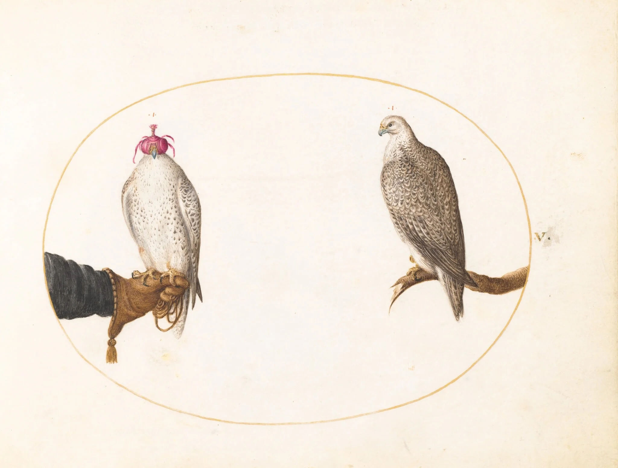 Plate 5: A Hooded Falcon and Its Wild Counterpart, by Joris Hoefnagel, gouache, 1594