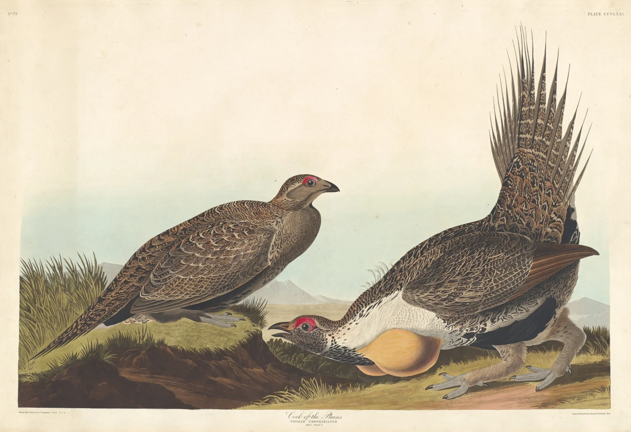 Cock of the Plains, by Robert Havell Jr., ink, 1837