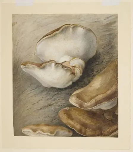 Birch tree fungus (Piptoporus betulinus) on a tree trunk