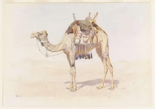 Female Riding Camel