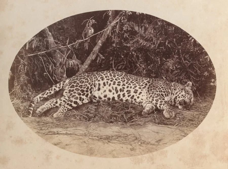 Dead Leopard, by Unknown, 1890