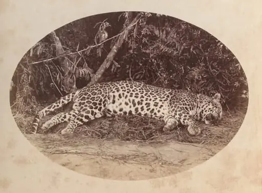 Dead Leopard