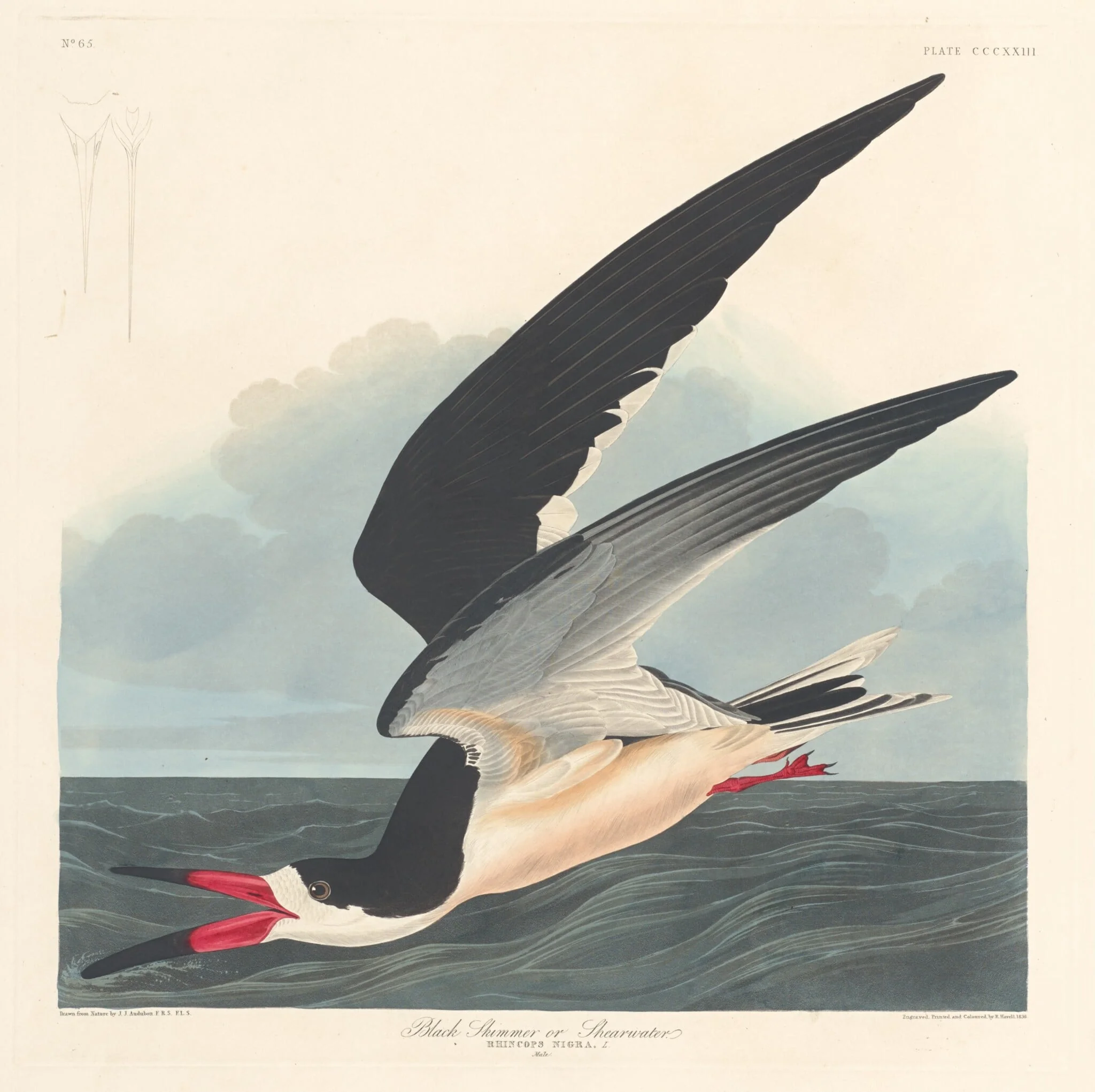 Black Skimmer, by Robert Havell Jr., ink, 1836