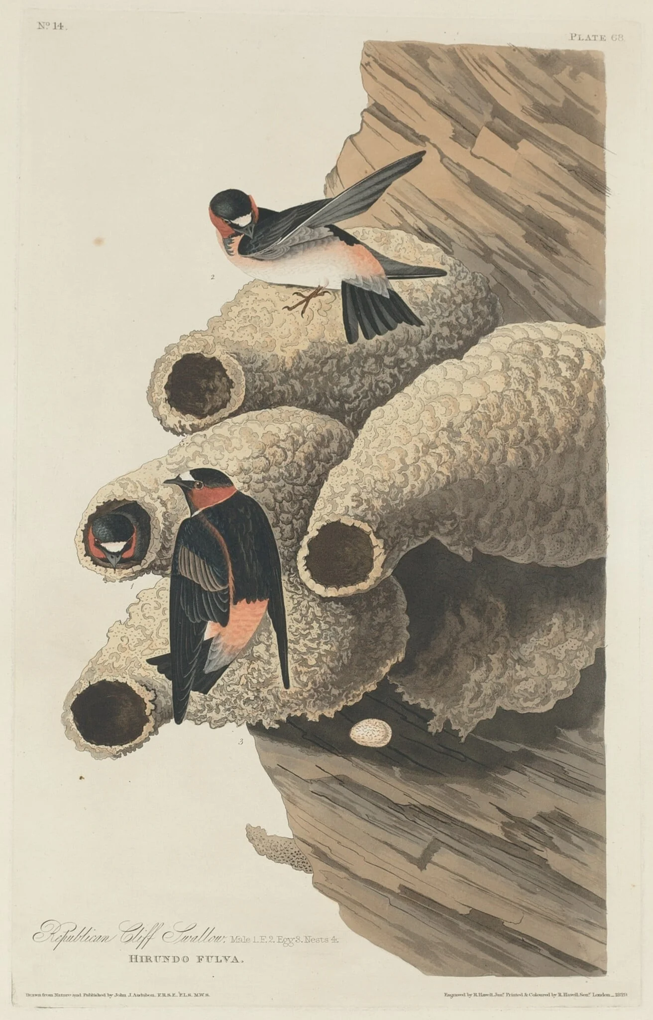 Republican Cliff Swallow, by Robert Havell Jr., ink, 1829