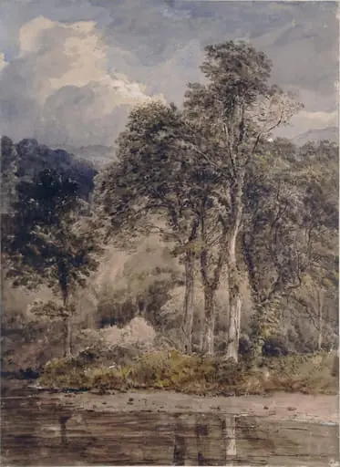 Wood Scene