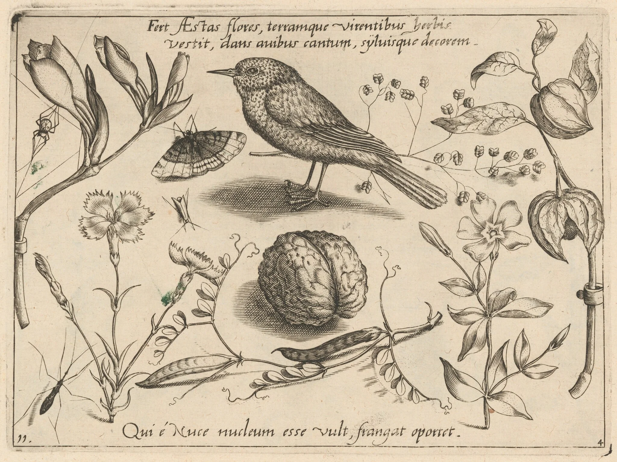 Archetypa studiaque patris Georgii Hoefnagelii [Part 4, Plate 11], by Jacob Hoefnagel, ink, 1592