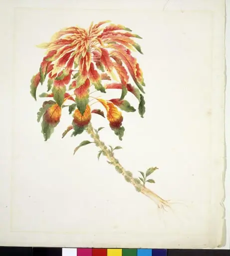 Amaranthus