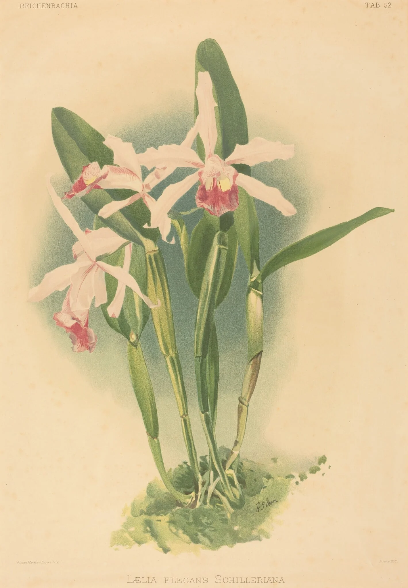 Laelia Elegans Schilleriana, by Joseph Mansell, ink, 1840