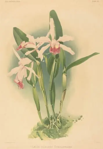Laelia Elegans Schilleriana