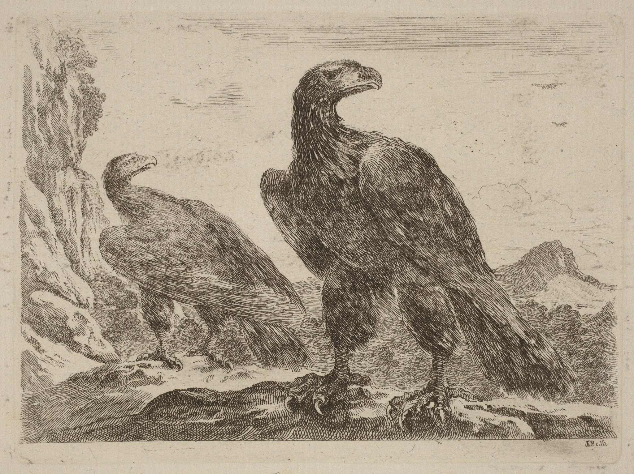 Two Eagles, Both with Heads Turned to the Right