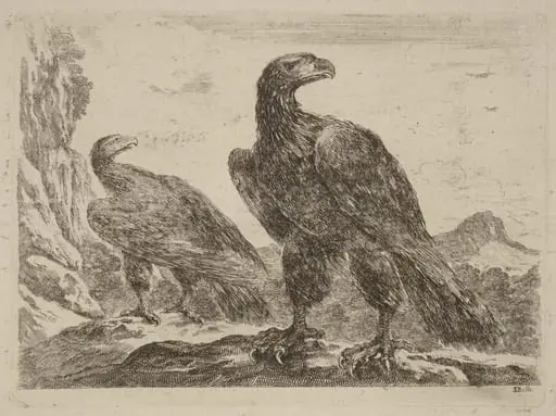 Two Eagles, Both with Heads Turned to the Right