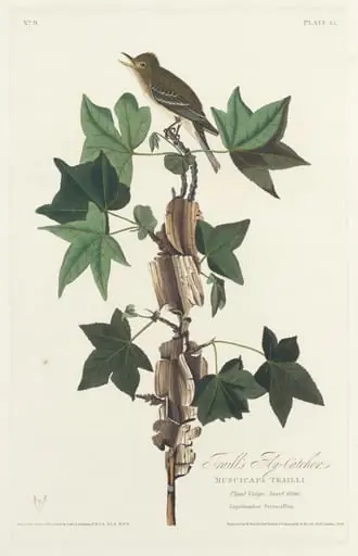Traill's Flycatcher
