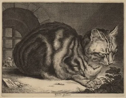 The Large Cat