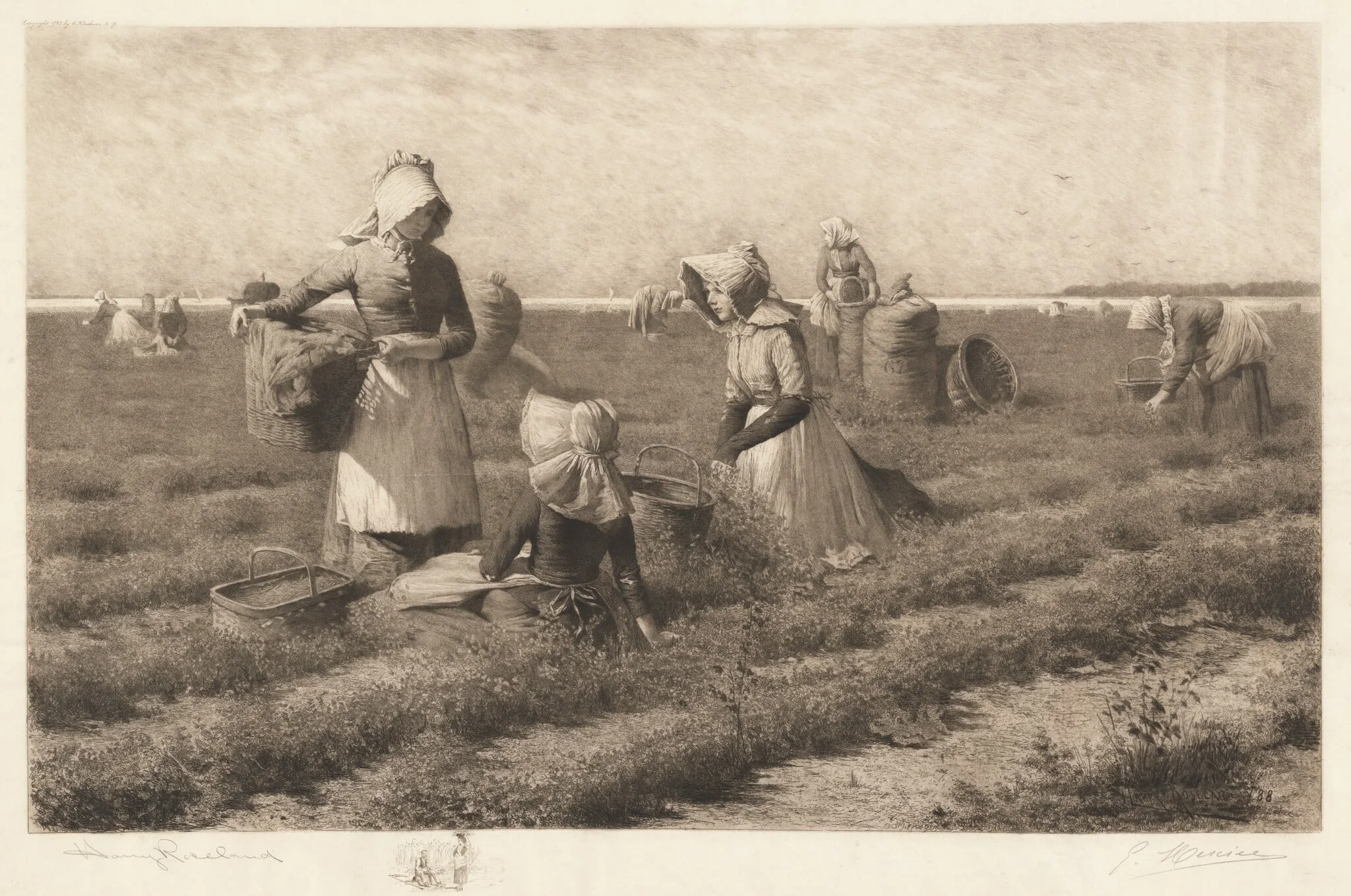 Cranberry Pickers