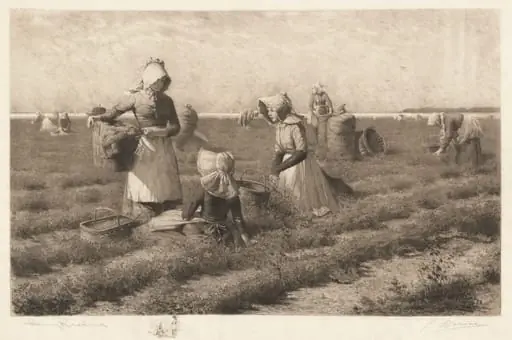 Cranberry Pickers