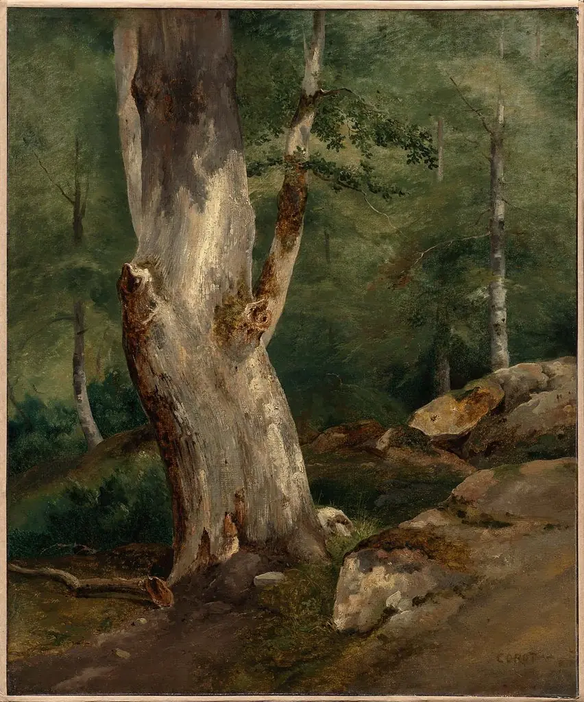 Old Beech Tree