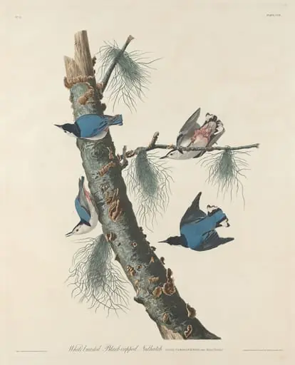 White-breasted Black-capped Nuthatch