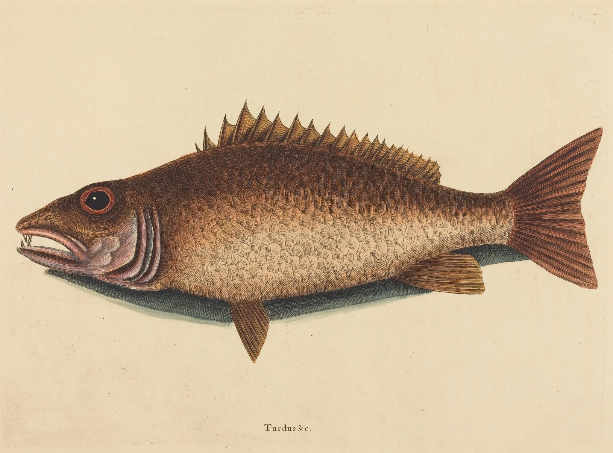 The Mangrove Snapper (Labrus griseus), by Mark Catesby, ink, 1754