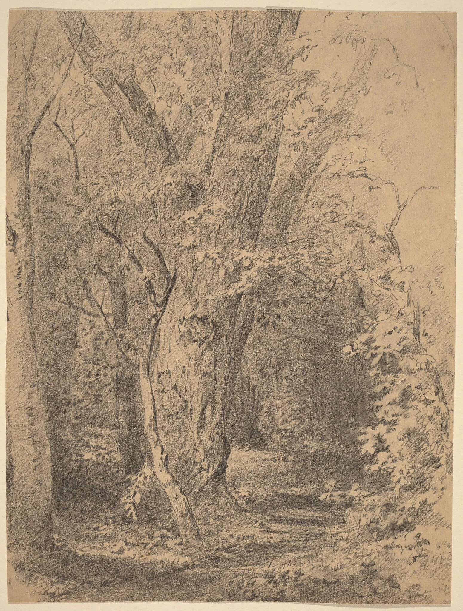 Tree and Foliage, by Walter Shirlaw, graphite, 1873