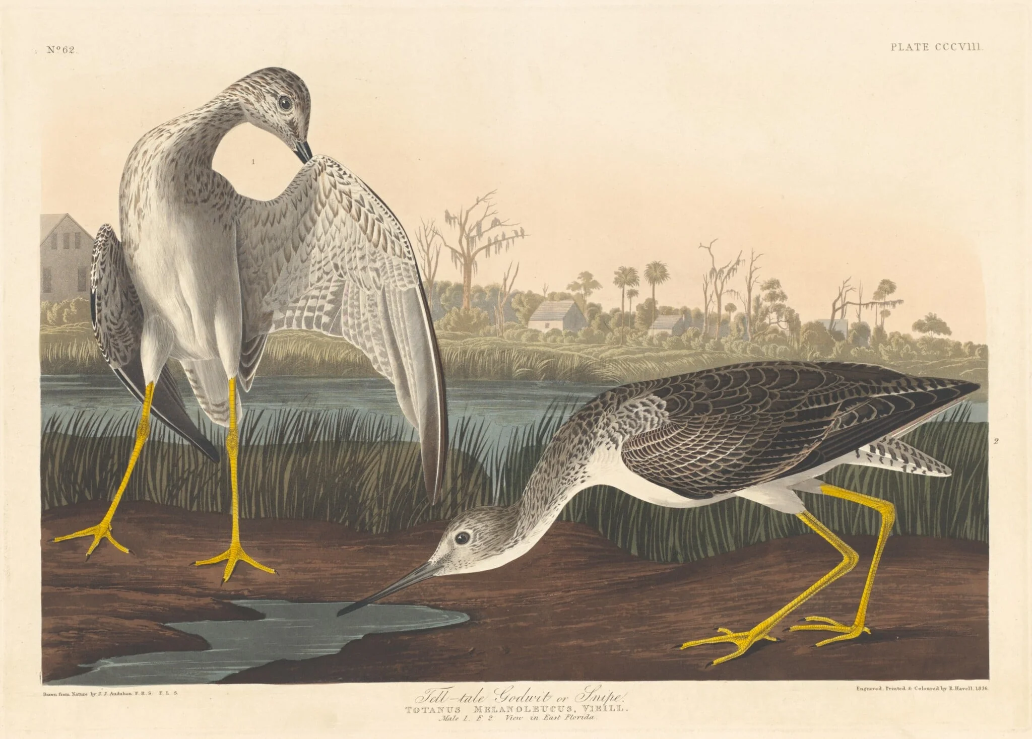 Tell-tale Godwit, by Robert Havell Jr., ink, 1836